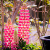 spring tower
