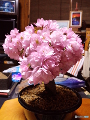 一才桜