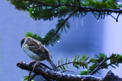 冷たい雨