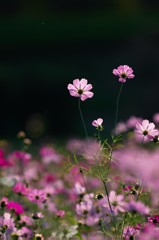 なかよし
