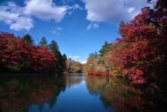 高原の紅葉