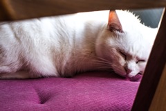 Siesta