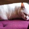 Siesta