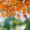 秋の紅葉