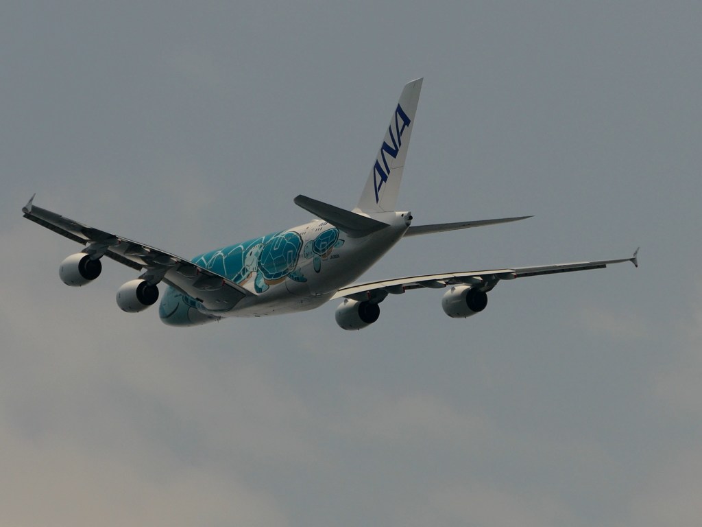 kix関空にて フライングホヌ カイ君 j382a