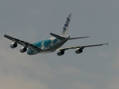 kix関空にて フライングホヌ カイ君 j382a