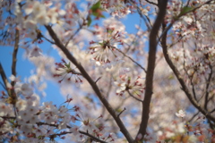 近所の桜