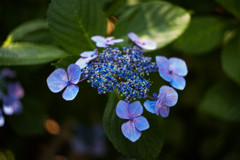 住吉神社の紫陽花