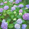 住吉神社の紫陽花