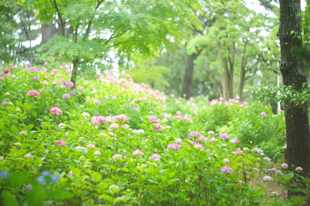 住吉神社の紫陽花