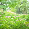 住吉神社の紫陽花