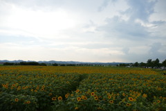 小野市ひまわりの丘公園