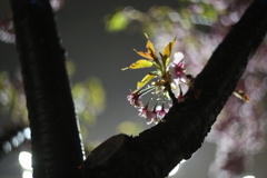 西郷川河口公園