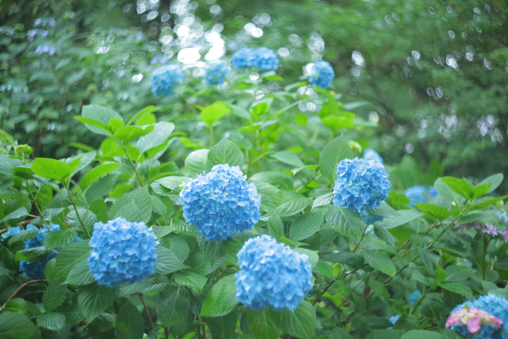 住吉神社の紫陽花