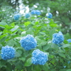 住吉神社の紫陽花