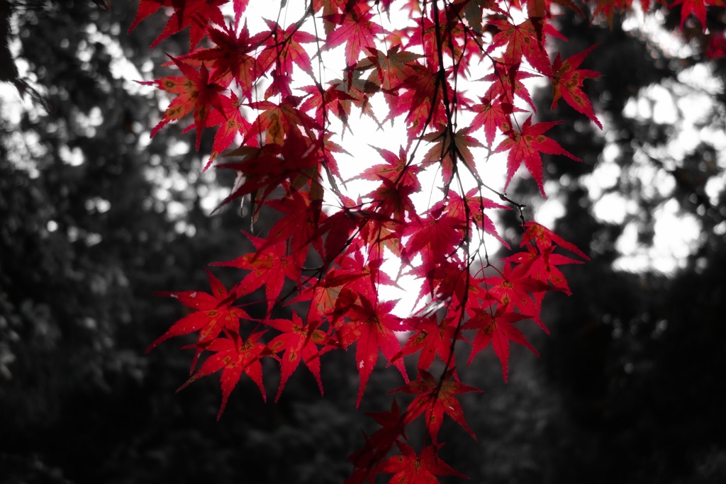 DSC02840-01