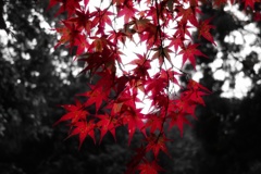 DSC02840-01