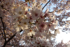 近所の桜