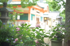 住吉神社の紫陽花