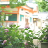 住吉神社の紫陽花