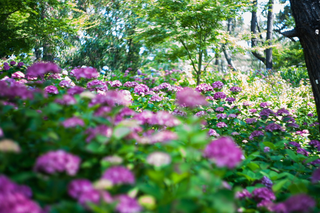 住吉神社の紫陽花