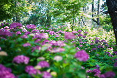 住吉神社の紫陽花