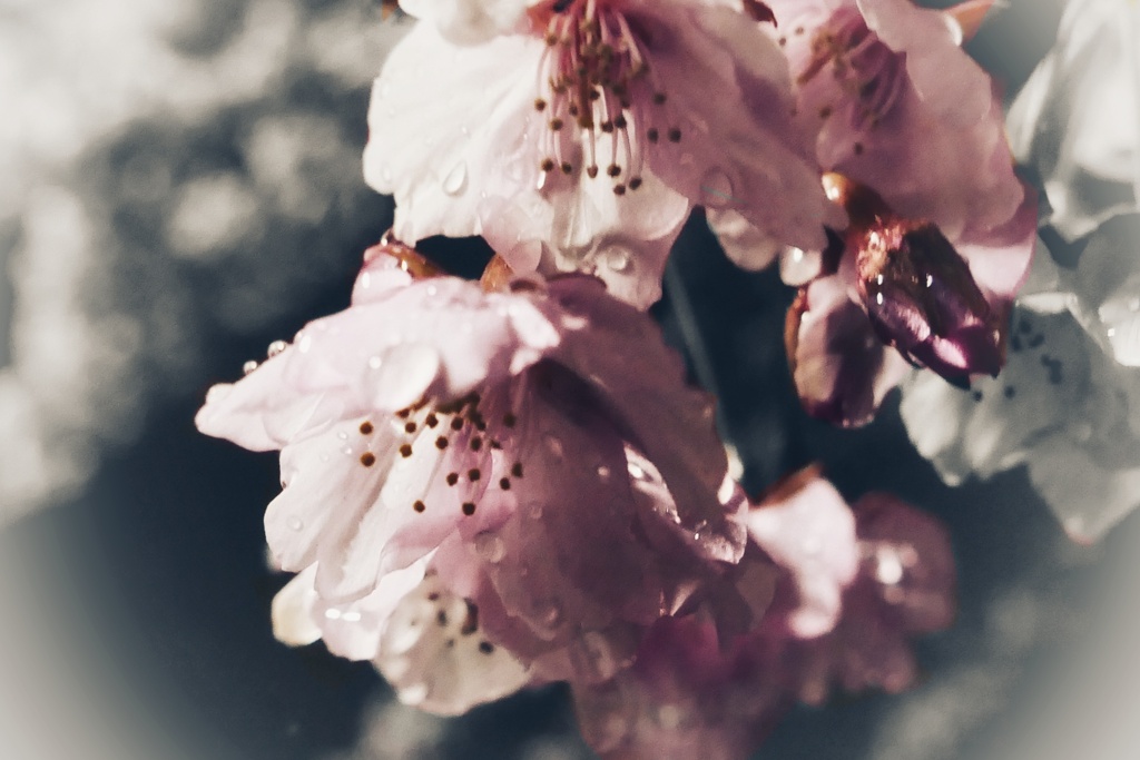 河津桜