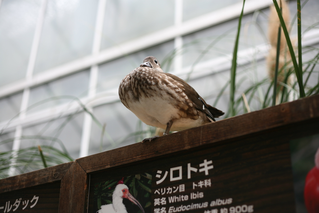 神戸どうぶつ王国