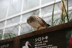 神戸どうぶつ王国