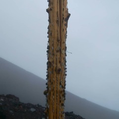 バスツアーで冨士登山しました