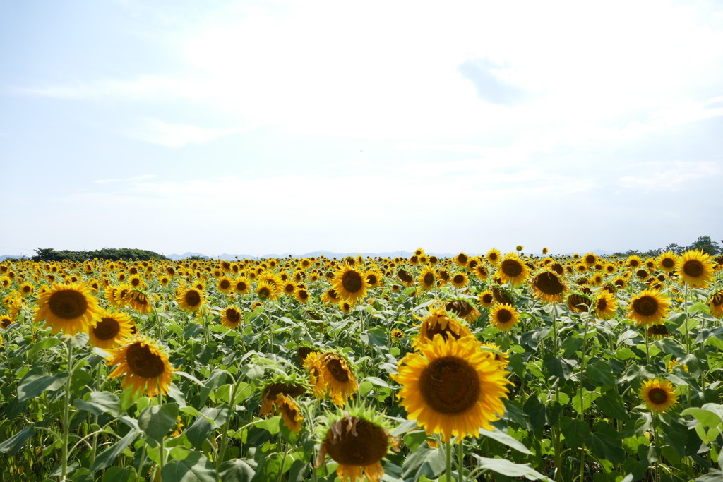 小野市ひまわりの丘公園