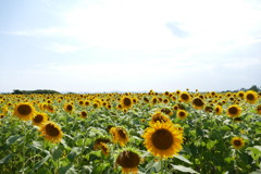 小野市ひまわりの丘公園