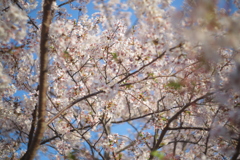 近所の桜