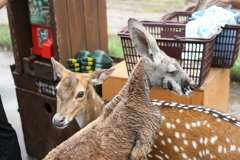 神戸どうぶつ王国