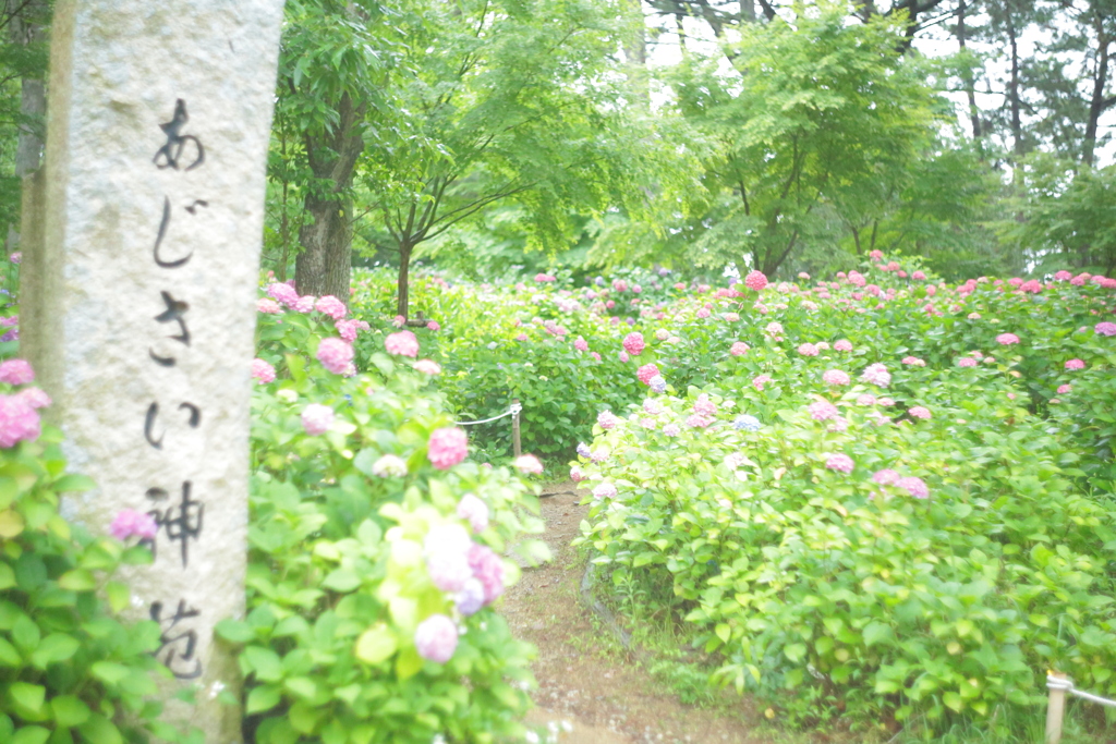 住吉神社の紫陽花