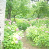住吉神社の紫陽花
