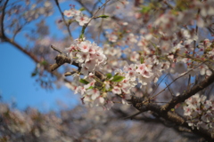 近所の桜