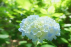 住吉神社の紫陽花