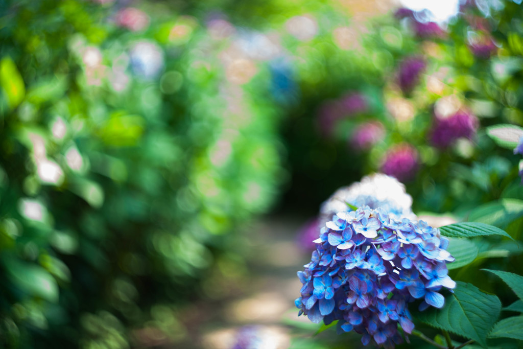 住吉神社の紫陽花