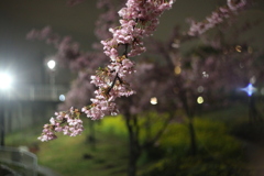 西郷川河口公園