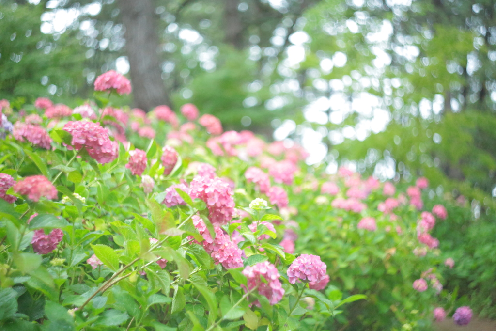 住吉神社の紫陽花