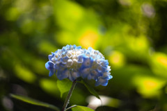 住吉神社の紫陽花