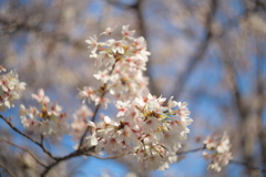 近所の桜