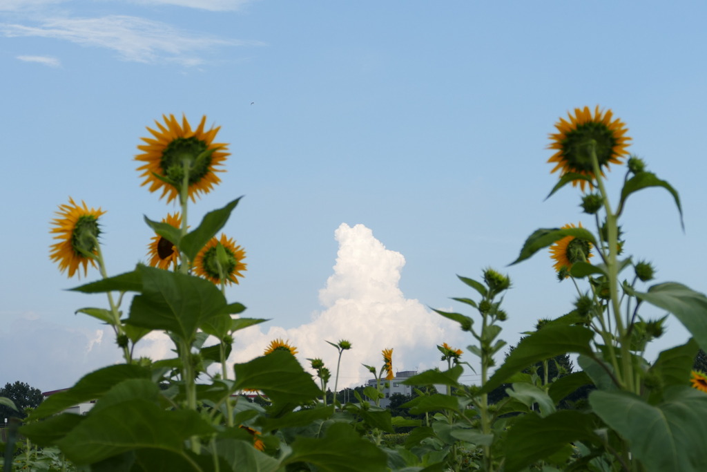 小野市ひまわりの丘公園