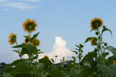 小野市ひまわりの丘公園