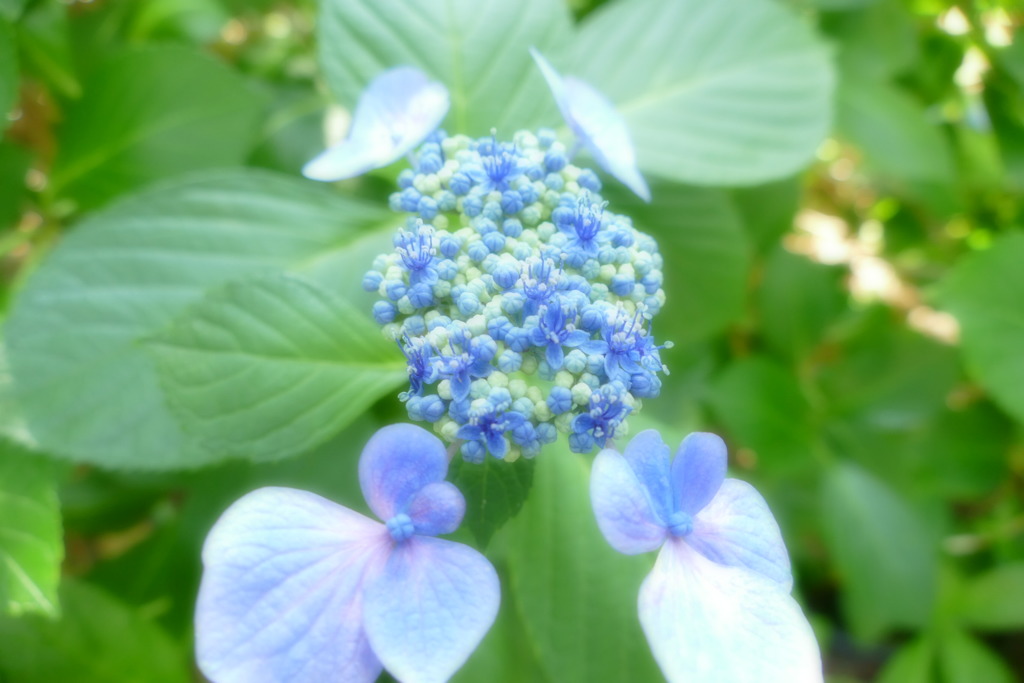 住吉神社の紫陽花
