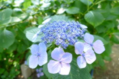 住吉神社の紫陽花