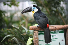 神戸どうぶつ王国