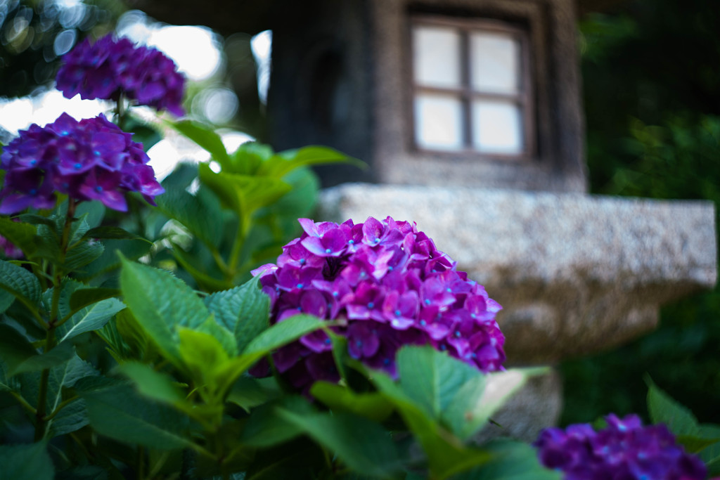 住吉神社の紫陽花