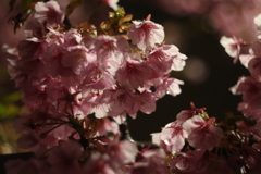 西郷川河口公園